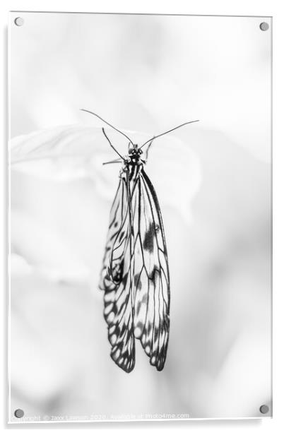 Black & White butterfly #1 Acrylic by Jaxx Lawson