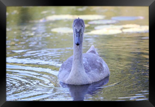 Graceful Cygnet Swimming Closer Framed Print by Simon Marlow