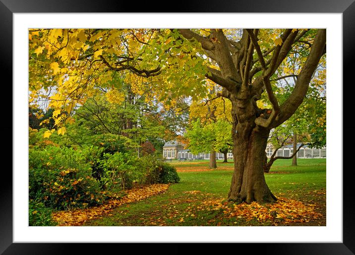 Sheffield Botanical Gardens in Autumn Framed Mounted Print by Darren Galpin