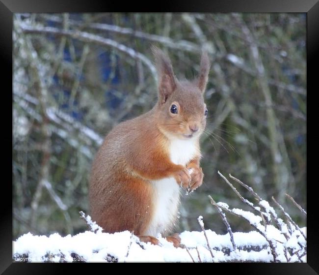 Red Squirrel in Winter Framed Print by Thelma Blewitt