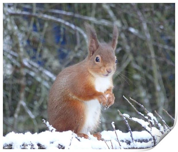 Red Squirrel in Winter Print by Thelma Blewitt