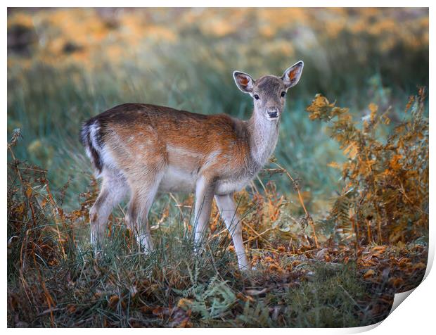 A deer standing in a field Print by Jason Thompson