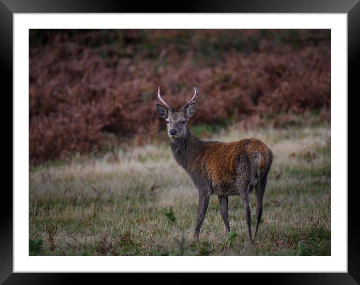 A deer standing in a grassy field Framed Mounted Print by Jason Thompson