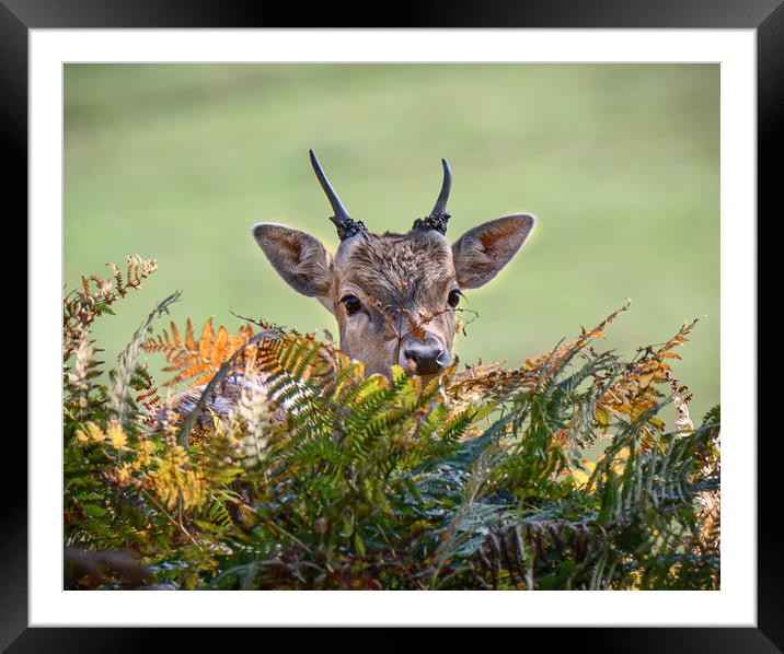 young deer Framed Mounted Print by Jason Thompson