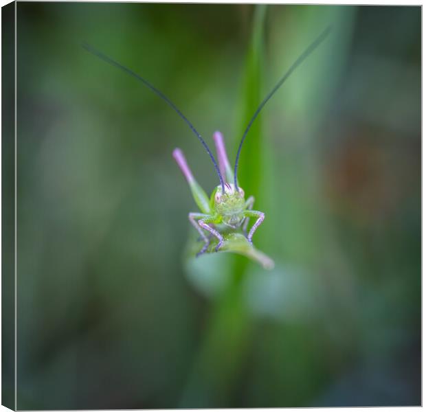 Small green grasshopper on the grass Canvas Print by Arpad Radoczy