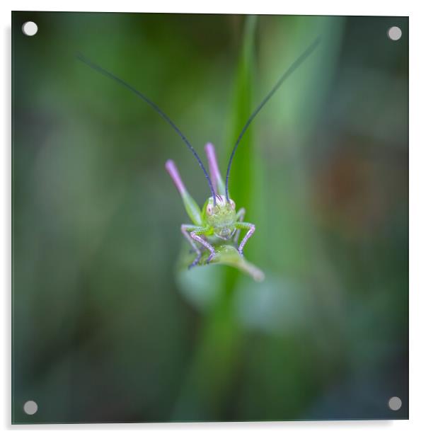 Small green grasshopper on the grass Acrylic by Arpad Radoczy