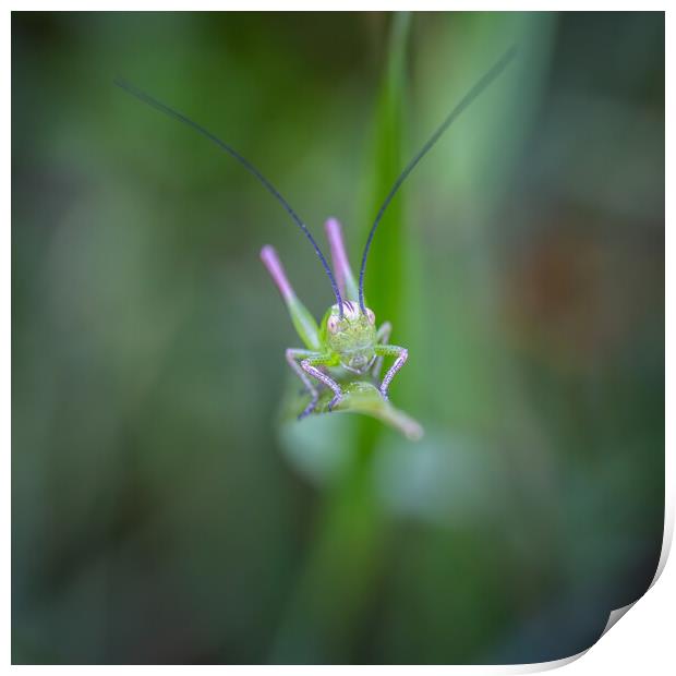 Small green grasshopper on the grass Print by Arpad Radoczy