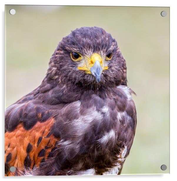 Close up of brown eagle Acrylic by Arpad Radoczy