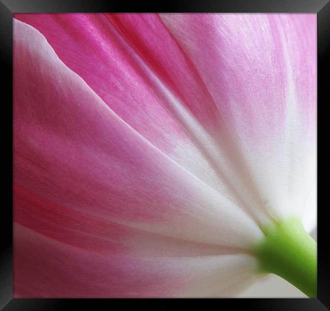 Pink tulip folds Framed Print by Emma Kenmore