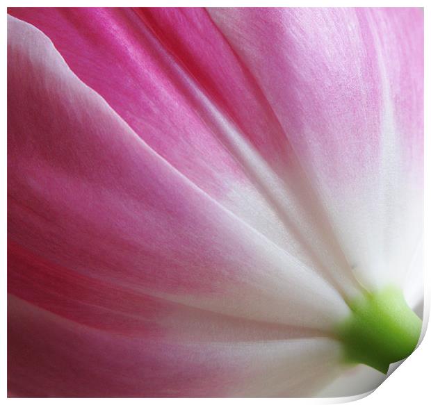 Pink tulip folds Print by Emma Kenmore