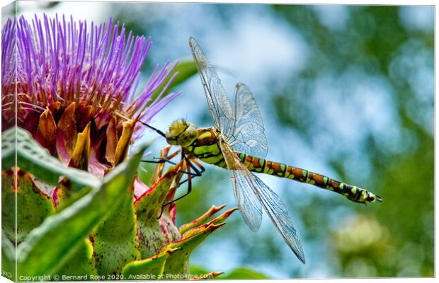 Souther Hawker Dragonfly Canvas Print by Bernard Rose Photography