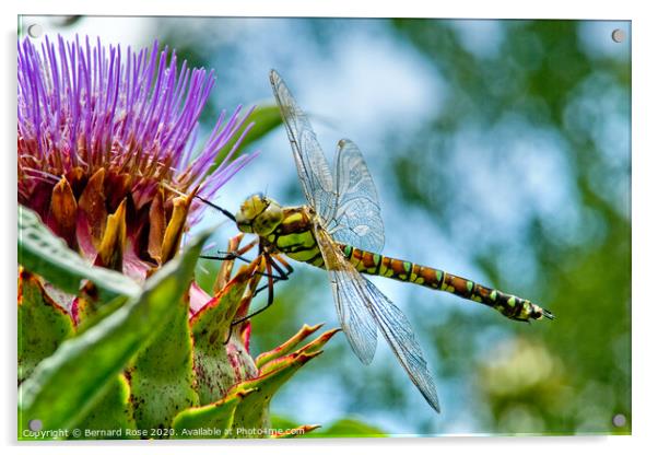 Souther Hawker Dragonfly Acrylic by Bernard Rose Photography
