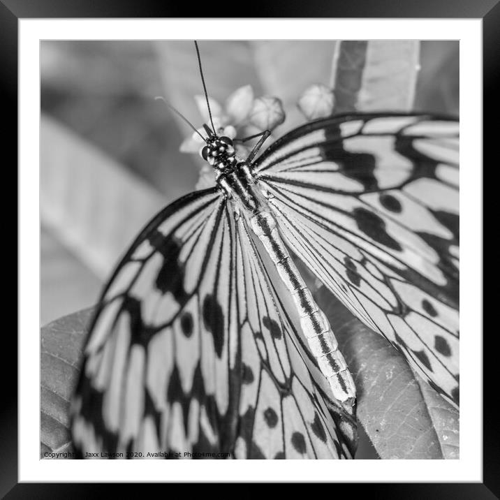 Black & White Butterfly - Square Framed Mounted Print by Jaxx Lawson