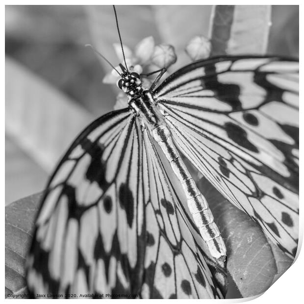 Black & White Butterfly - Square Print by Jaxx Lawson