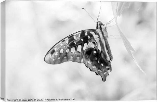 Black & White Butterfly #2 Canvas Print by Jaxx Lawson