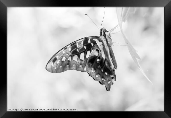 Black & White Butterfly #2 Framed Print by Jaxx Lawson
