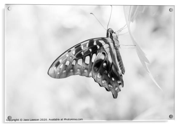Black & White Butterfly #2 Acrylic by Jaxx Lawson