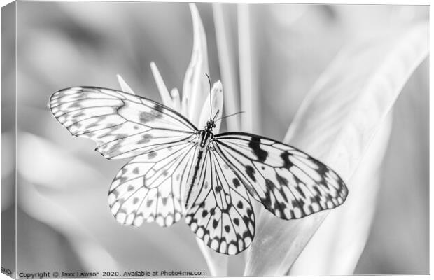 Black  & White Butterfly #3 Canvas Print by Jaxx Lawson