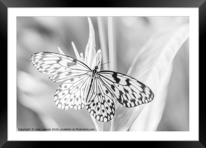 Black  & White Butterfly #3 Framed Mounted Print by Jaxx Lawson