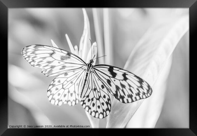 Black  & White Butterfly #3 Framed Print by Jaxx Lawson