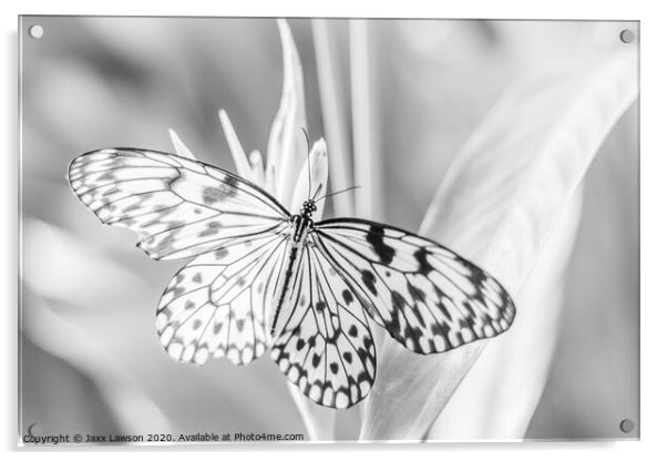Black  & White Butterfly #3 Acrylic by Jaxx Lawson