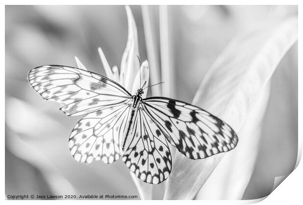 Black  & White Butterfly #3 Print by Jaxx Lawson