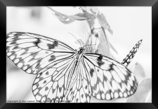 Black & White Butterfly #4 Framed Print by Jaxx Lawson