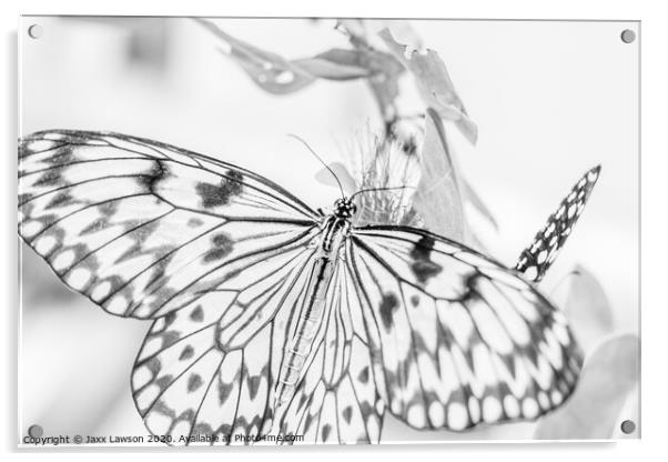 Black & White Butterfly #4 Acrylic by Jaxx Lawson