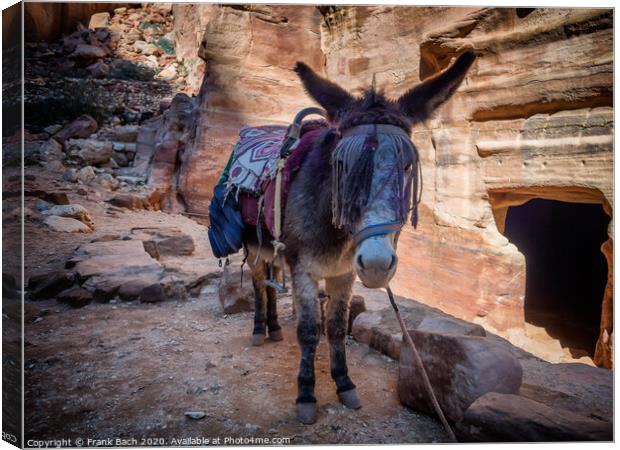 Donkey near the Shrine in Petra Canvas Print by Frank Bach