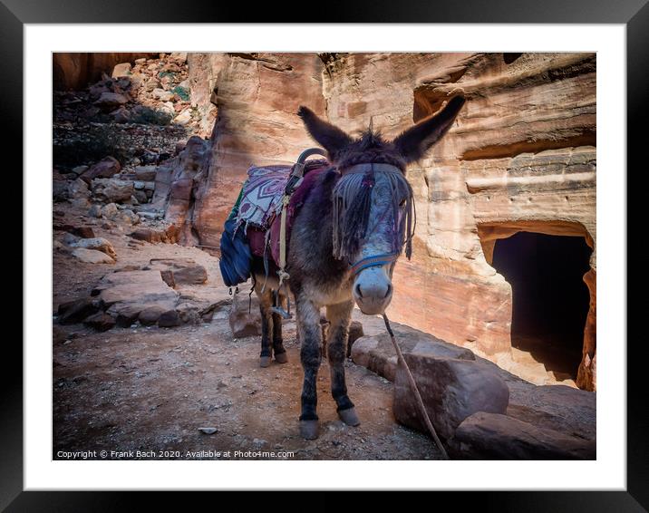Donkey near the Shrine in Petra Framed Mounted Print by Frank Bach