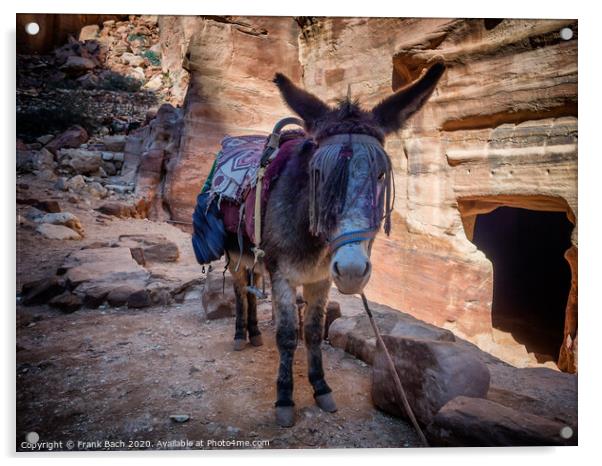 Donkey near the Shrine in Petra Acrylic by Frank Bach