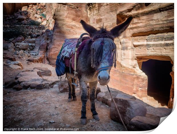 Donkey near the Shrine in Petra Print by Frank Bach