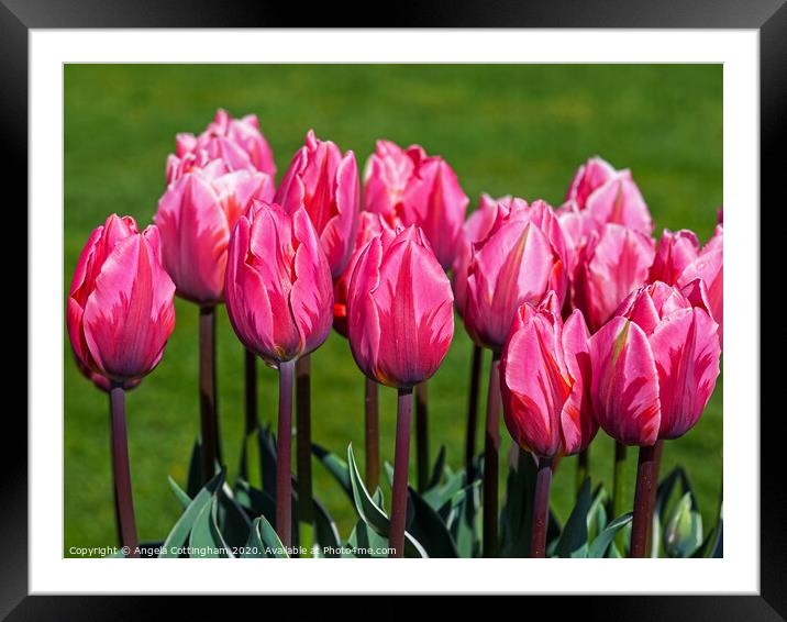 Pretty Princess Tulips Framed Mounted Print by Angela Cottingham