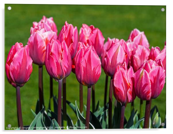Pretty Princess Tulips Acrylic by Angela Cottingham