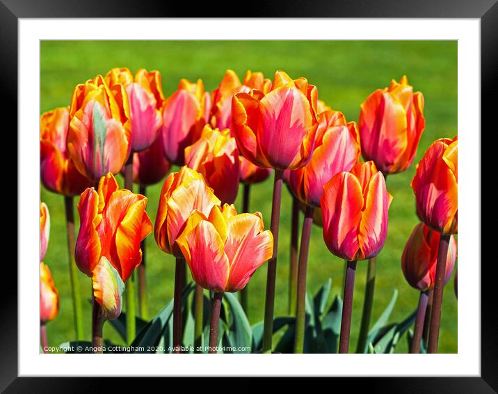 Hermatage Tulips Framed Mounted Print by Angela Cottingham