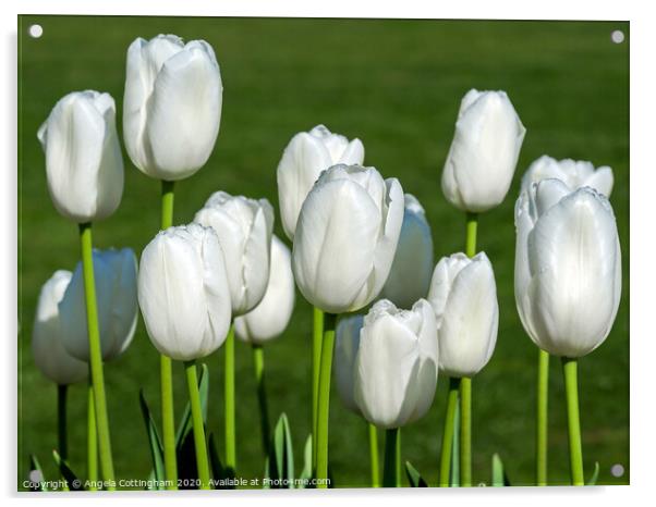 White Tulips Acrylic by Angela Cottingham