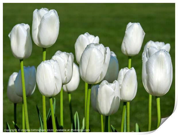 White Tulips Print by Angela Cottingham