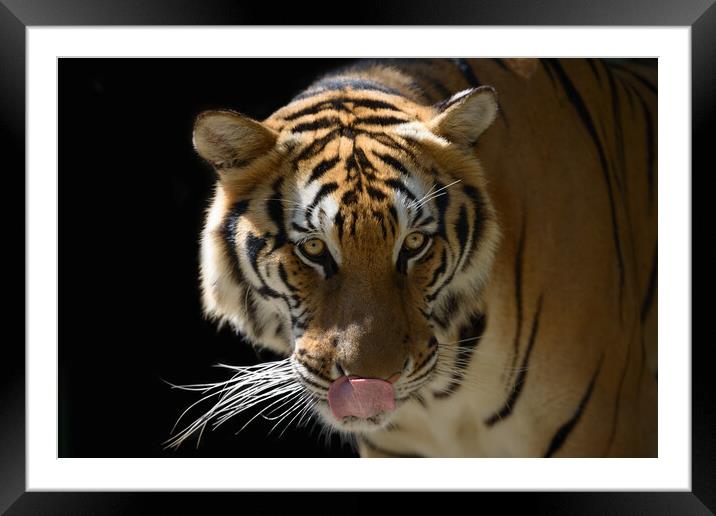 Beautiful Tiger on a black background close-up Framed Mounted Print by Anahita Daklani-Zhelev