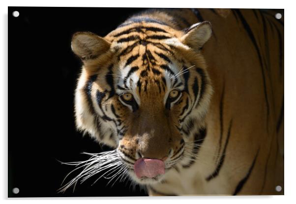 Beautiful Tiger on a black background close-up Acrylic by Anahita Daklani-Zhelev