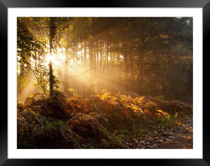 early morning sunbeams Framed Mounted Print by Darren Ball
