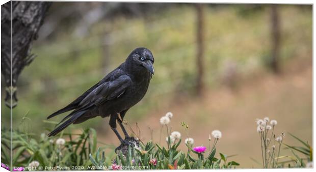 Raven in a Flowerbed Canvas Print by Pete Evans