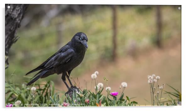Raven in a Flowerbed Acrylic by Pete Evans