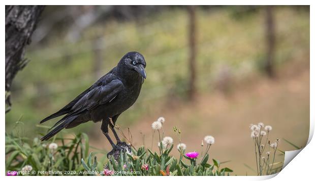 Raven in a Flowerbed Print by Pete Evans