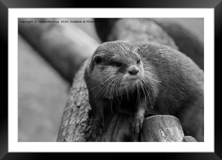 Otter Whiskers Framed Mounted Print by rawshutterbug 