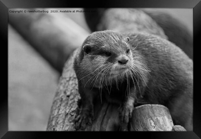 Otter Whiskers Framed Print by rawshutterbug 