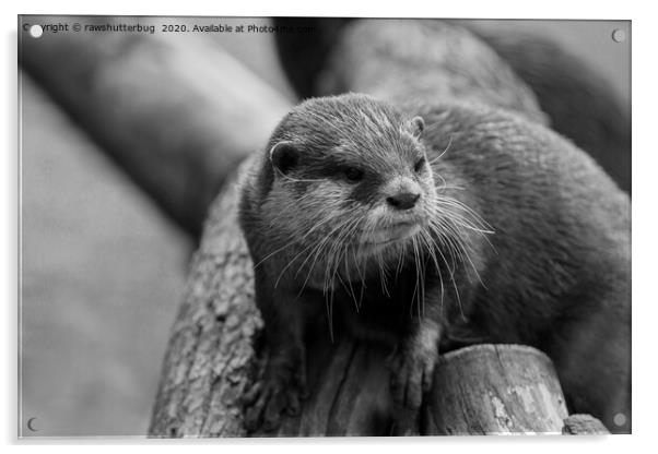 Otter Whiskers Acrylic by rawshutterbug 