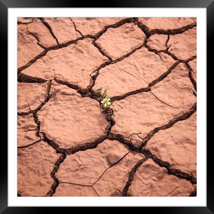 Flower Growing on Dry Cracked Soil Framed Mounted Print by Pere Sanz