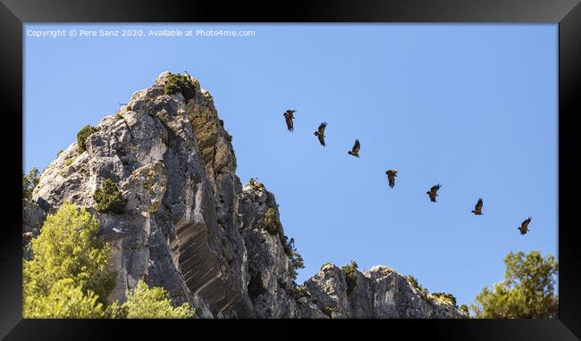 Sequence Showing the Flight of a Vulture Taking off from a Rocky Promontory Framed Print by Pere Sanz