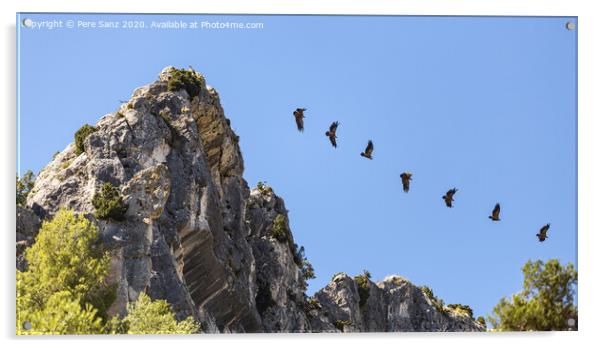 Sequence Showing the Flight of a Vulture Taking off from a Rocky Promontory Acrylic by Pere Sanz