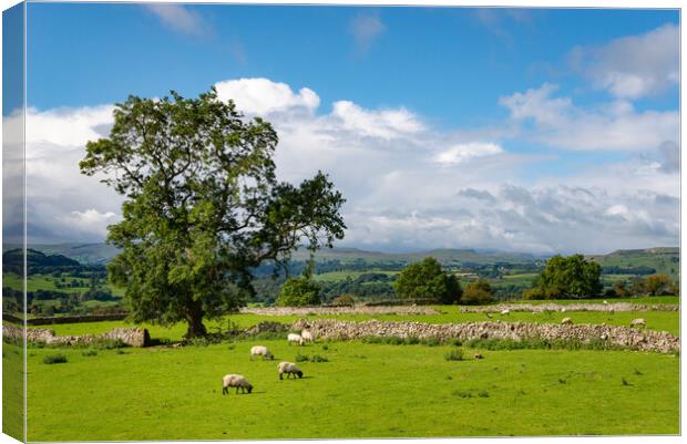 Sheep grazing in Wensleydale, North Yorkshire Canvas Print by Andrew Kearton